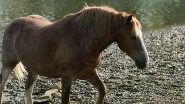 Caballo marrón muy hermoso, pastando por el río, de pie en la orilla, en un día de verano — Vídeo de stock