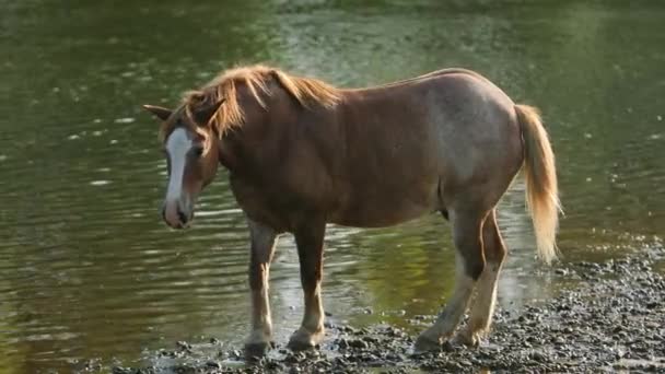 Pferd braun, am Fluss weidend, am Ufer stehend, Trinkwasser — Stockvideo