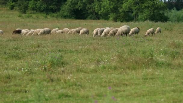 Många får betar på fältet, en flock av Ewe äter grönt gräs, fåglar flyga — Stockvideo