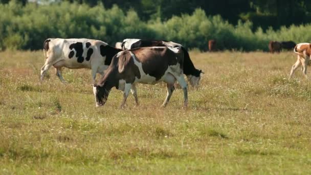 Tehenek fehér, fekete és barna legelnek a pályán, az állatok esznek zöld fű — Stock videók