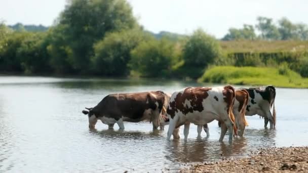 Muitos animais brancos e castanhos pastam junto ao rio, vacas bebem água, dia ensolarado — Vídeo de Stock