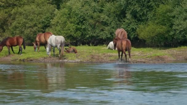 Belos cavalos castanhos pastando junto ao rio, andando sobre a água, tempo ensolarado — Vídeo de Stock
