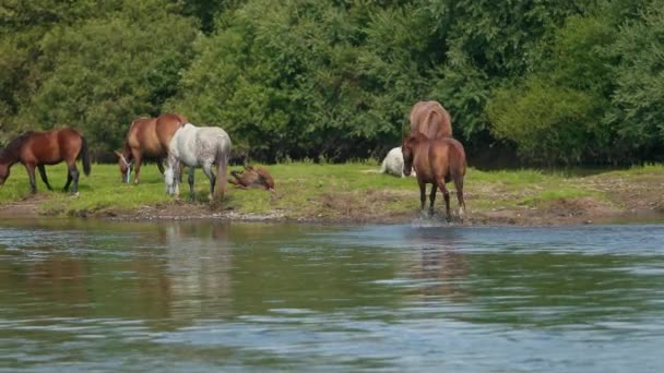 Piękne brązowe konie wypasające się nad rzeką, chodzenie po wodzie, słoneczna pogoda — Wideo stockowe