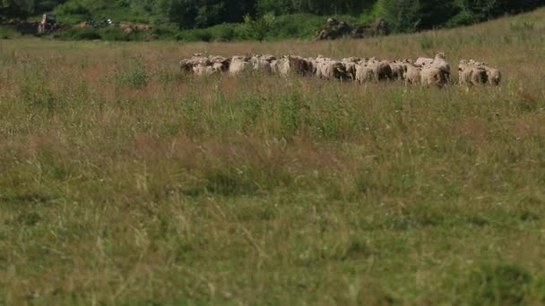 Many sheep graze on the field, a herd of ewe running through the green grass — Stock Video