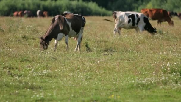 Tehenek fehér, fekete és barna legelnek a pályán, az állatok esznek zöld fű — Stock videók