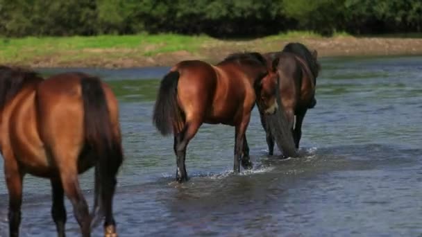 Bellissimi cavalli marroni al pascolo lungo il fiume, passeggiando sull'acqua, tempo soleggiato — Video Stock