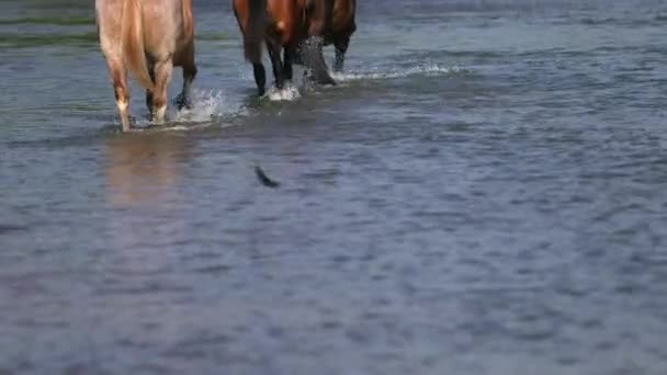 Beaux chevaux bruns pâturant au bord de la rivière, marchant sur l'eau, Météo ensoleillée — Video