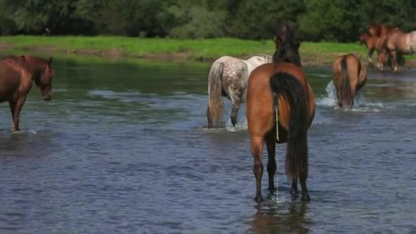 Beaux chevaux bruns pâturant au bord de la rivière, marchant sur l'eau, Météo ensoleillée — Video