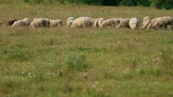 Muitos ovelhas pastam no campo, uma manada de ovelha comer grama verde, verão tempo ensolarado — Vídeo de Stock