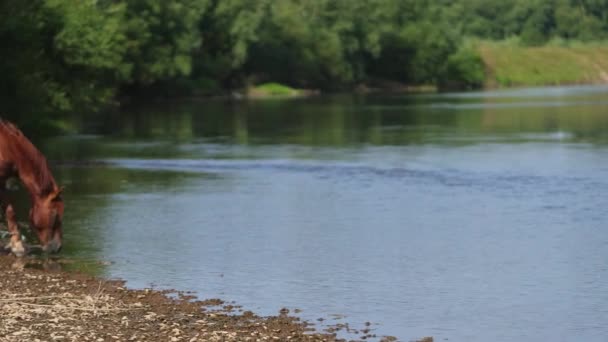 Beaux chevaux bruns pâturant au bord de la rivière, eau potable, temps ensoleillé — Video