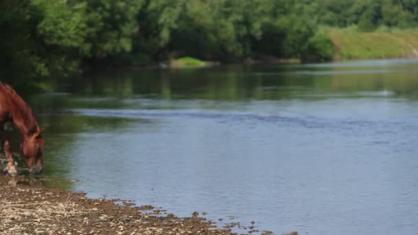 Bellissimi cavalli marroni al pascolo lungo il fiume, acqua potabile, tempo soleggiato — Video Stock