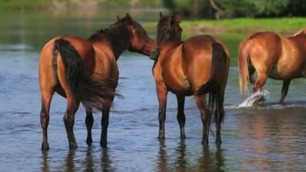 Schöne braune Pferde, die am Fluss weiden, auf dem Wasser spazieren, sonniges Wetter — Stockvideo