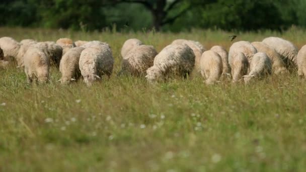 Много овец пасутся на поле, стадо овец едят зеленую траву, летом солнечная погода — стоковое видео