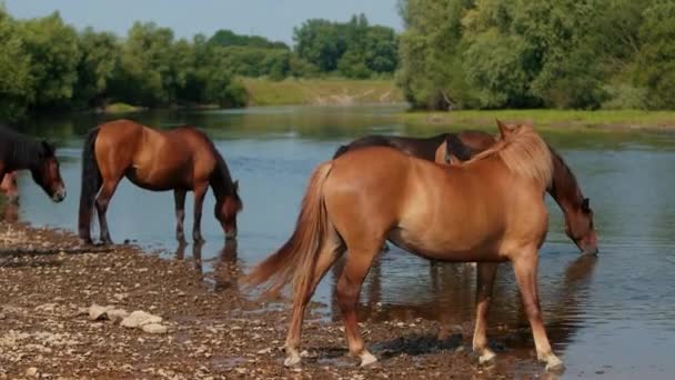 Hermosos caballos marrones pastando junto al río, agua potable, tiempo soleado — Vídeo de stock