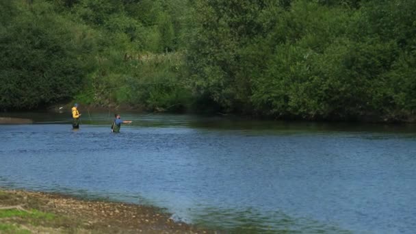 Pêche, deux hommes pêchant sur la rivière, debout dans l'eau, un petit courant — Video