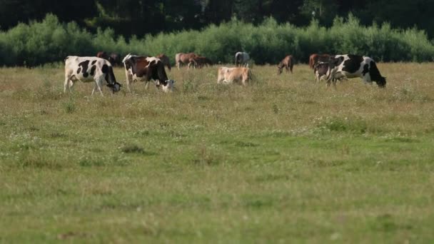 vaches et chevaux blanc, noir et brun pâturent sur le champ, les animaux mangent de l'herbe verte 