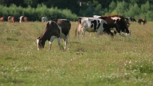 Vacas blancas, negras y marrones pastan en el campo, los animales comen hierba verde — Vídeos de Stock