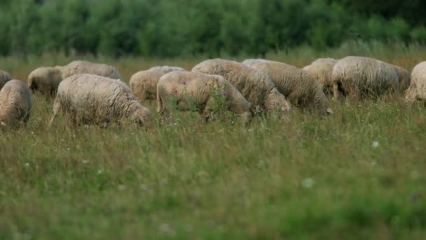 Muchas ovejas pastan en el campo, una manada de oveja come hierba verde, verano tiempo soleado — Vídeos de Stock
