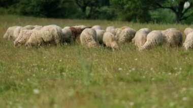 birçok koyun tarlada otlatmak, ewe bir sürü yeşil ot, yaz Güneşli hava yemek