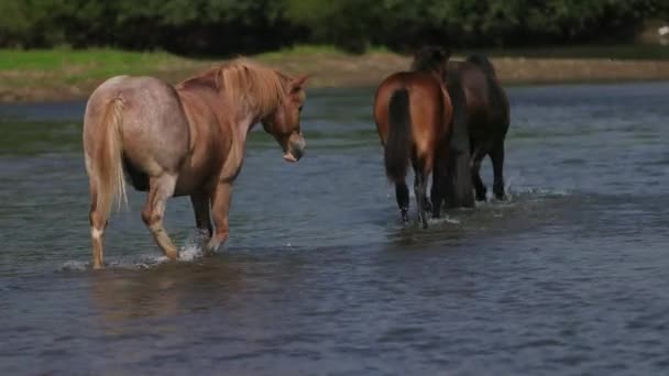 Hermosos caballos marrones pastando junto al río, caminando sobre el agua, tiempo soleado — Vídeo de stock