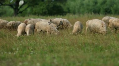 birçok koyun tarlada otlatmak, ewe bir sürü yeşil ot, yaz Güneşli hava yemek