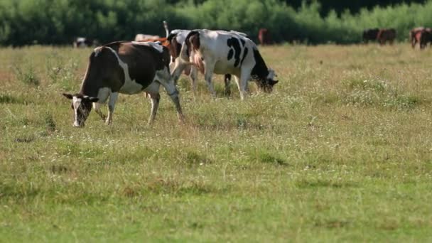 vaches blanches, noires et brunes pâturent sur le champ, les animaux mangent de l'herbe verte 