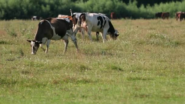 Vacas blancas, negras y marrones pastan en el campo, los animales comen hierba verde — Vídeos de Stock