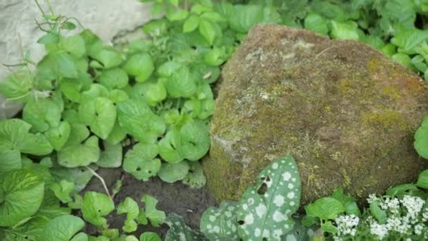 Nagy kő, mohaval és gombákkal túlnőtt, a földön fekszik — Stock videók
