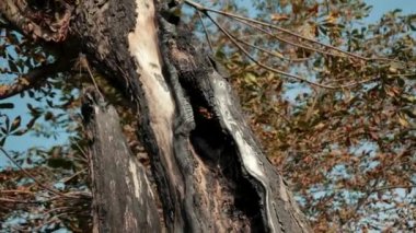 büyük eski ağaç, kuru yaprakları ile, çok yaşlı bir gövde ile