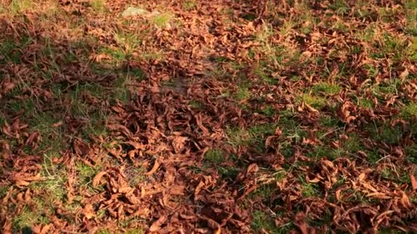 Sok száraz megsárgult levelek a fáról, feküdt a zöld fű — Stock videók