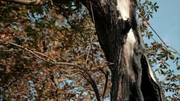 Large old tree, with dry leaves, with a very aged trunk — Stock Video