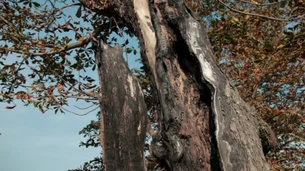 Gran árbol viejo, con hojas secas, con un tronco muy envejecido — Vídeo de stock