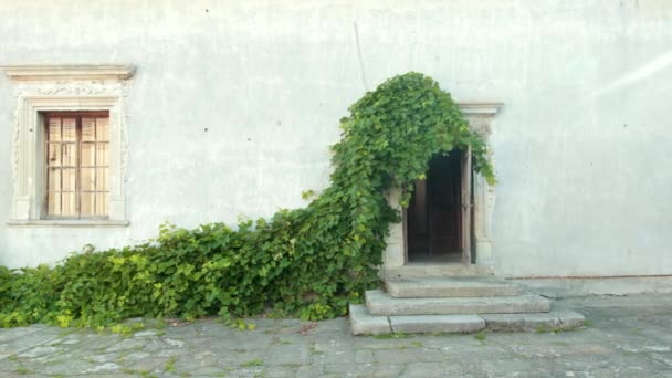 Binnenplaats met gehafte muren waarop houten ramen, groeiende grote groene Bush — Stockvideo