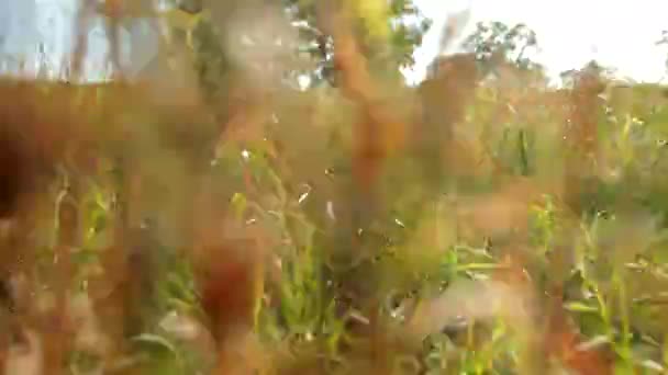 Kamera kráčí vpřed a střílí vysokou divokou zelenou trávu, která se jemně stělí větrem — Stock video