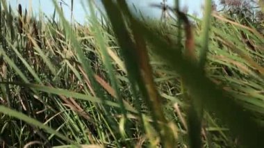 kurutulmuş acele ve sazlık cattails bataklık çim yüksek doğa manzara açık havada