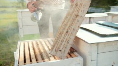 arıcı, kovanı açar, arıları sakinleştirmek için sigara içen tutarak, duman bir sürü