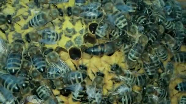 Abeilles occupées à l'intérieur de la ruche avec des cellules ouvertes et scellées pour le miel doux — Video