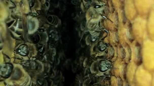 Forgalmas méhek belsejében a kaptár, nyitott és zárt sejtek édes méz