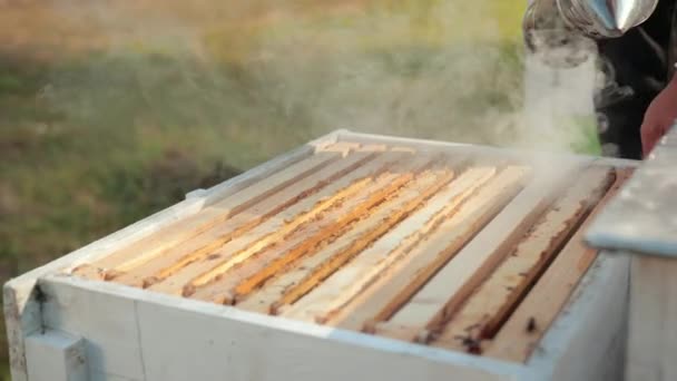 Apicultor, abre a colmeia, segurando fumante para acalmar abelhas, muita fumaça — Vídeo de Stock