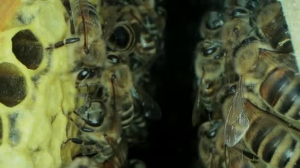 Занятые пчелы внутри улья с открытыми и закрытыми клетками для сладкого меда — стоковое видео