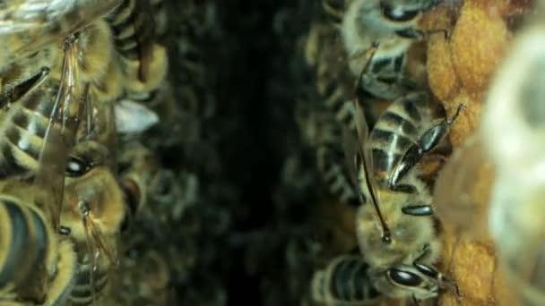 Abelhas ocupadas dentro da colmeia com células abertas e seladas para mel doce — Vídeo de Stock