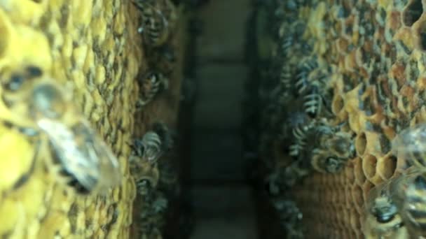 Зайняті бджоли всередині вулика з відкритими і закритими клітинами для солодкого меду — стокове відео