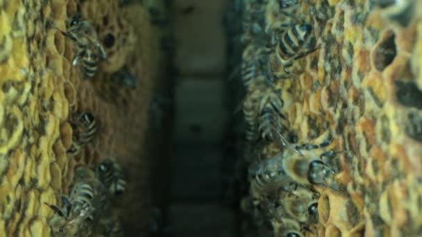 Tatlı bal için açık ve mühürlü hücreleri ile kovan içinde meşgul arılar — Stok video