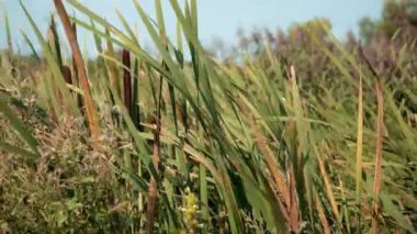 kurutulmuş acele ve sazlık cattails bataklık çim yüksek doğa manzara açık havada
