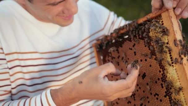 Biodlare står nära Hives Holding Bee ram där det finns en Honeycomb — Stockvideo