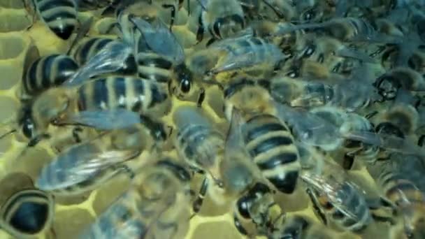 Abelhas ocupadas dentro da colmeia com células abertas e seladas para mel doce — Vídeo de Stock