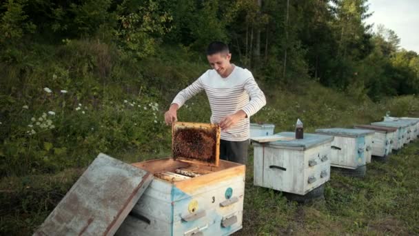 Apiculteur se tient près des ruches tenant cadre d'abeille dans lequel il y a un nid d'abeille — Video