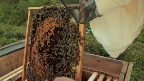 Biodlare markör för etikett Queens, hålla fingrar sätter märke på Queen Bee — Stockvideo