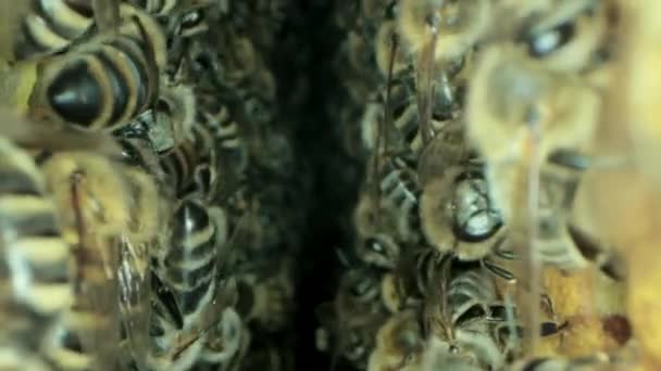 Занятые пчелы внутри улья с открытыми и закрытыми клетками для сладкого меда — стоковое видео