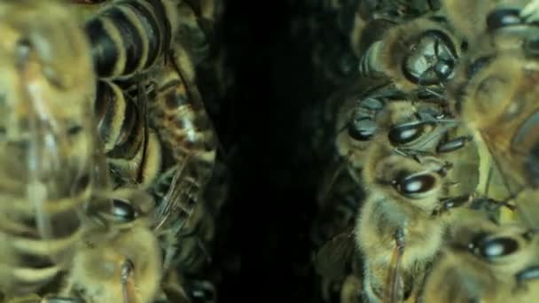 Abeilles occupées à l'intérieur de la ruche avec des cellules ouvertes et scellées pour le miel doux 